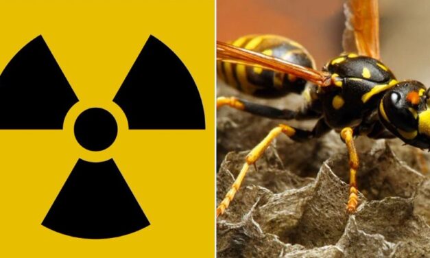 ¿Avispas radioactivas amenazan la humanidad?