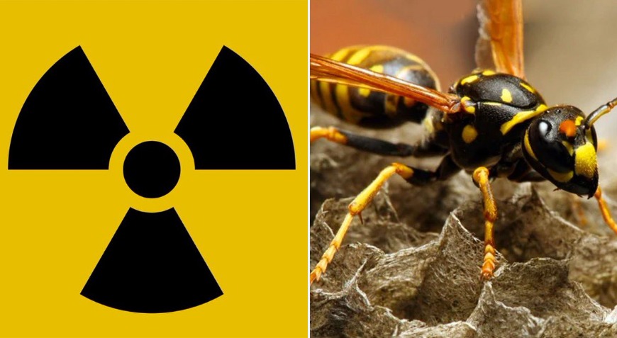 ¿Avispas radioactivas amenazan la humanidad?