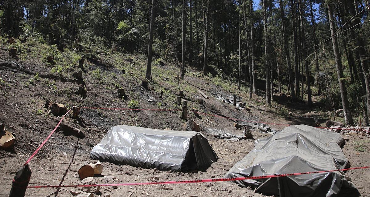 Más de 14 mil árboles fueron talados en Hidalgo, México