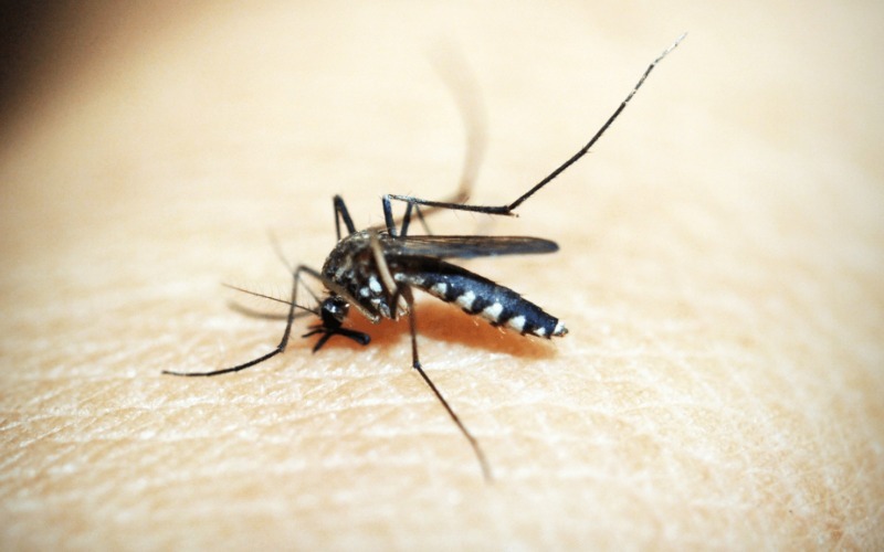 Italia suma 19 muertos por el virus del Nilo Occidental