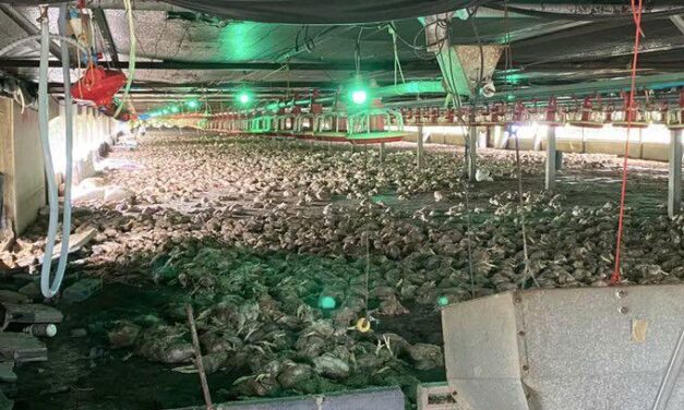 Más de 50.000 pollos mueren ahogados en una granja por graves inundaciones en Tailandia
