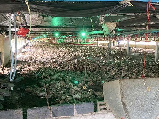 Más de 50.000 pollos mueren ahogados en una granja por graves inundaciones en Tailandia