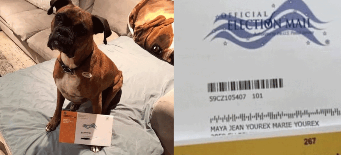 Mujer podría ir a la cárcel por registrar a su perra para votar en EE. UU.