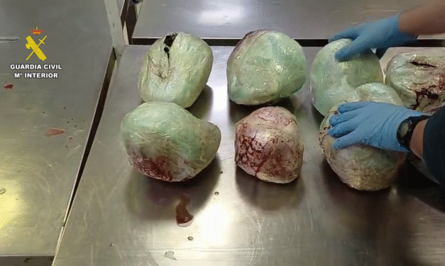 Incautan 15 pangolines muertos en una maleta procedente de Etiopía en aeropuerto de España