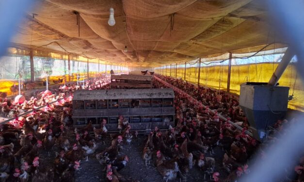 Emergencia sanitaria en Uruguay por gripe aviar