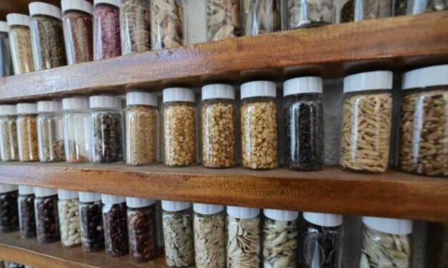 ¿Por qué Guatemala está resguardando semillas en la Bóveda Global de Noruega?