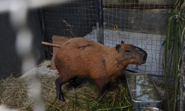 Arrestan a ocho personas por golpear brutalmente a un capibara en Brasil