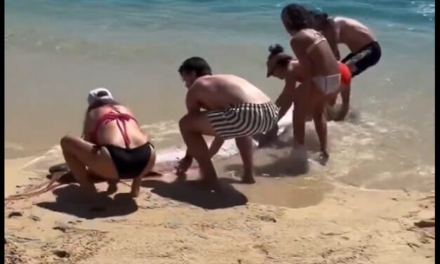 Dos peces del fin del mundo varados frente a la costa de México