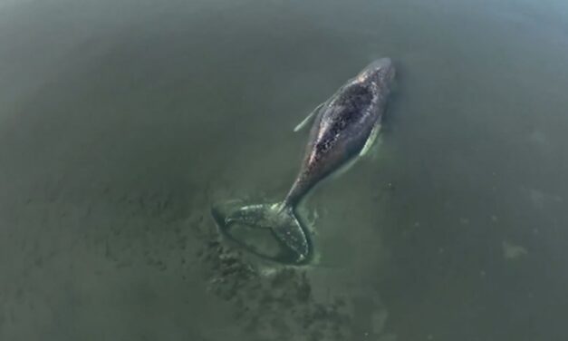 Ballena jorobada conocida como “Timmy” logró liberarse tras quedar atrapado en una bahía en Alemania