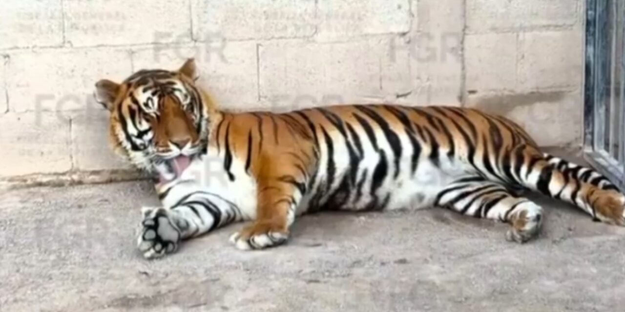 Decomisan tigres, ocelotes y equinos en un narco rancho en Durango, México