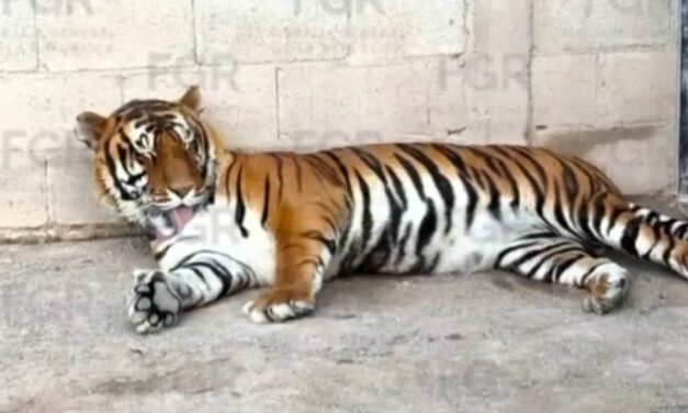 Decomisan tigres, ocelotes y equinos en un narco rancho en Durango, México