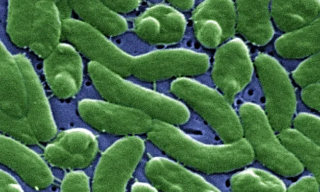 Florida reporta la primera muerte del año por bacteria carnívora presente en aguas marinas