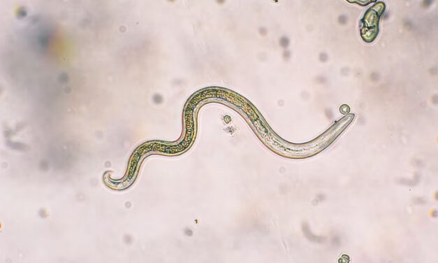 México descarta brote de Cyclospora pese a reportar tres casos