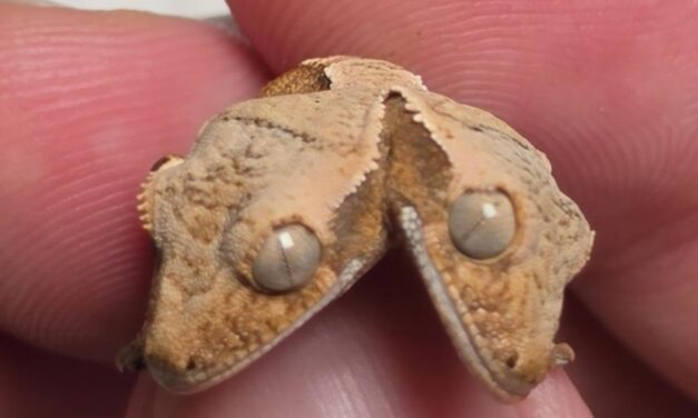 Nace un extraño reptil de dos cabezas de la especie gecko