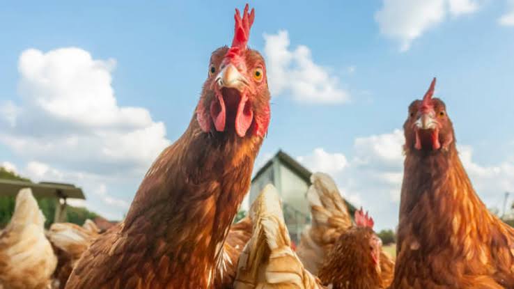 Perú declara emergencia sanitaria por influenza aviar en aves de corral