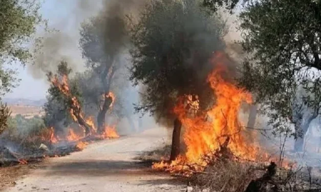 Incendios forestales dejan 12 muertos y 54 heridos en varias provincias de Argelia