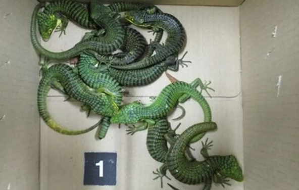 Mexicano es detenido con 200 dragoncitos ocultos en sus calcetines en Japón