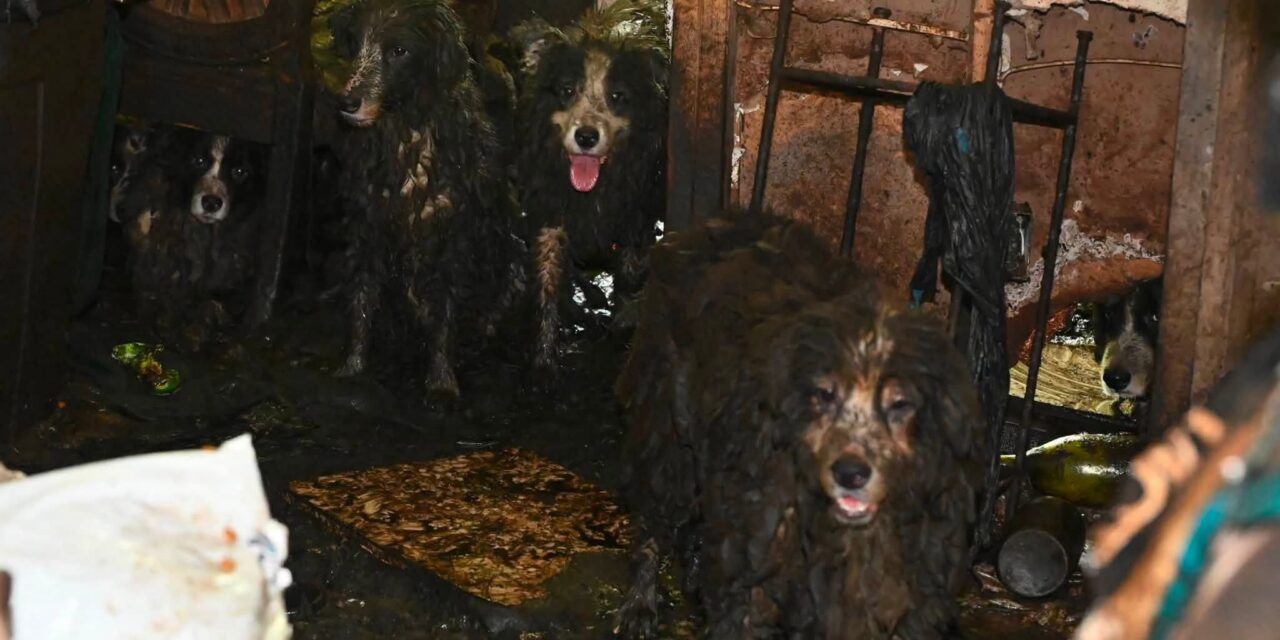 Detienen a mujer por tener 36 perros hacinados y en condiciones deplorables en Palm City, EE. UU.