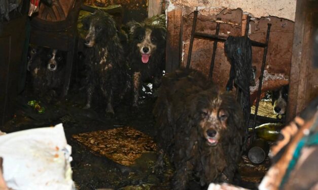 Detienen a mujer por tener 36 perros hacinados y en condiciones deplorables en Palm City, EE. UU.