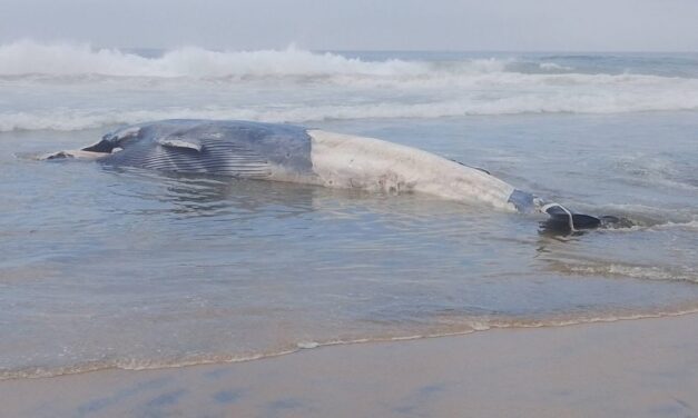 Localizan ballena muerta de 12 metros en las costas de Tijuana, México