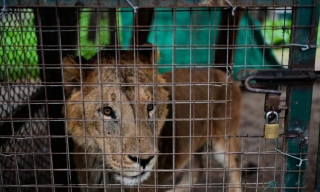 30 tigres rescatados de un zoológico en Argentina fueron trasladados a Estados Unidos y Sudáfrica