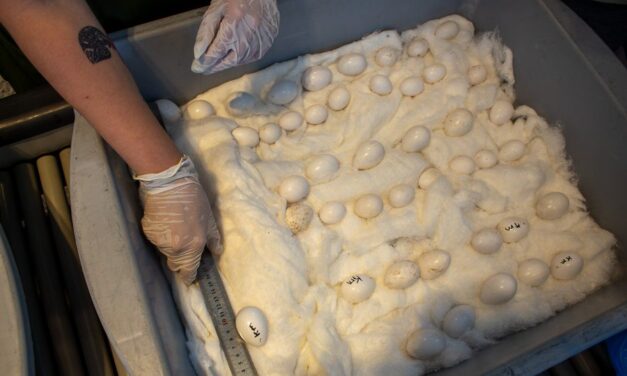 Detienen a dos extranjeros que intentaron transportar 45 huevos de guacamayo en Paraguay