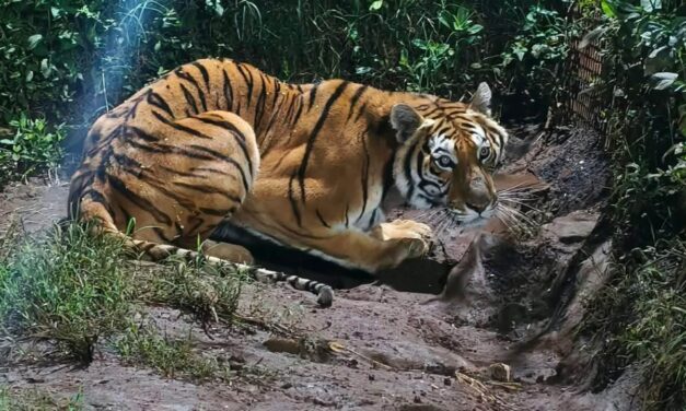 Rescatan animales exóticos tras allanamiento policial en Michoacán, México