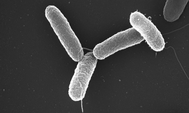 Se disparan los brotes de salmonela en Europa y Reino Unido ¿Qué países son los más afectados?