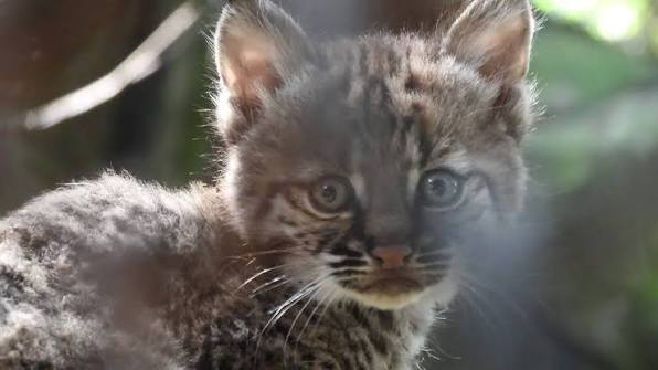Nace una cría de lince rojo en Chapultepec y hace historia en el centro de conservación