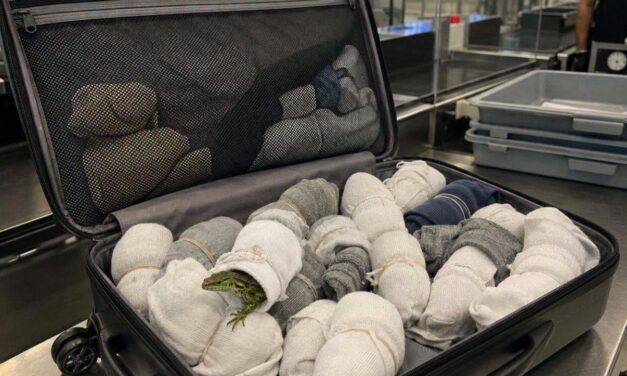 Mexicano es capturado en aeropuerto de Alemania tras intentar transportar serpientes e iguanas