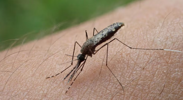 Florida encabeza brote de dengue en EE. UU. con más de 485 infectados