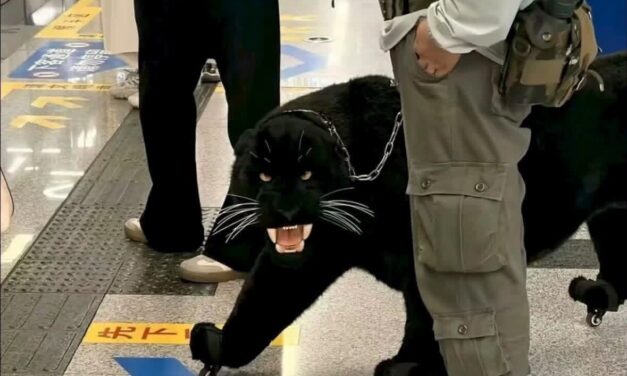 Una “pantera negra” sorprendió a pasajeros del metro de Jinan, China