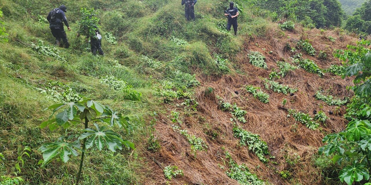 Encuentran y destruyen 50 mil arbustos de hoja de coca en Honduras