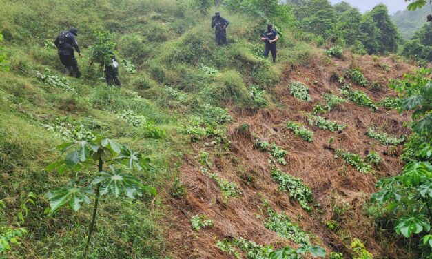 Encuentran y destruyen 50 mil arbustos de hoja de coca en Honduras