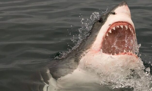 Muere una mujer al ser atacada por un tiburón en una playa del sureste de Sudáfrica