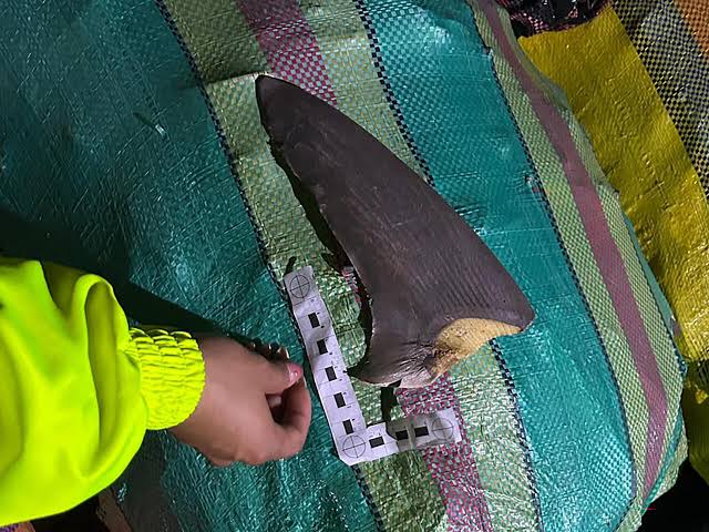 Incautan más de 4.200 aletas de tiburón en Colombia rumbos a Asia